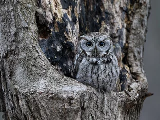 Gordijnen Eastern Screech Owl  Sitting in a Tree Hole in Early Spring, Portrait © FotoRequest