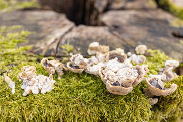 The stump is overgrown with moss. There are mushrooms growing on the beautiful stump. Close-up of a cutted mossy tree