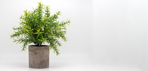 Planta decoración, sobre fondo de color blanco 