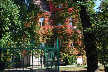 old building covered with colorful vines, autumn, green, metal fence, architecture, Wrocław, Poland