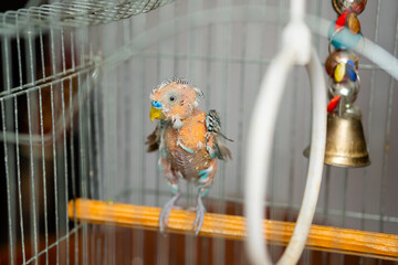 Budgerigar got sick. Pet budgie without feathers in cage at home. Little parrot with health problem.