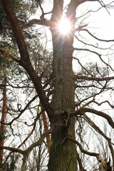 Słoneczne drzewo © Ireneusz