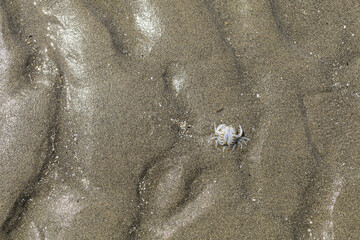 Small dead crab on wet sandy beach surface, natural textured background