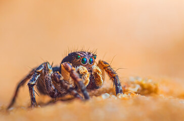 Spider portrait, jumping spider portrait - Aurelius v-insignitus