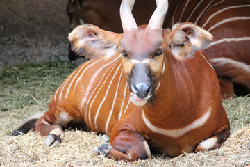 bongo antelope in a zoo in france - obrazy, fototapety, plakaty
