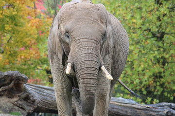 Fototapeta premium african elephant in a zoo in france