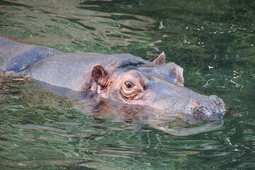 Fototapeta premium hippopotamus in a zoo in france 