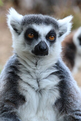 ring-tailed lemur in a zoo in france