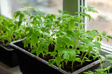Growing vegetables tomatoes sprouts from seeds at home. Box with seedlings is on windowsill.