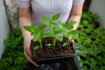 Elderly woman holds a box of seedlings at home or in a greenhouse. Growing vegetables bell pepper sprouts from seeds at home.