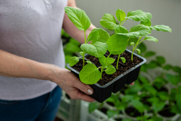 Elderly woman holds a box of seedlings at home or in a greenhouse. Growing vegetables eggplant sprouts from seeds at home.