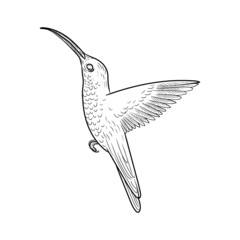 vector drawing flying humminhbird, hand drawn illustration