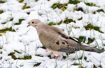 Close-up of Mourning Dove in the Backyard in Early Spring