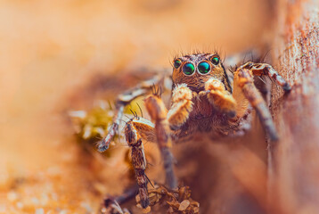 Spider portrait, jumping spider portrait - Aurelius v-insignitus