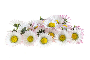Fototapeta premium daisy flowers on a white isolated background