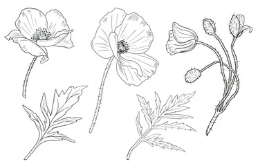 Poppy flowers hand drawing illustration isolated on white background. Graphic element for invitation cards