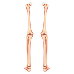 Thighs and legs lower limb Skeleton Human back view. Set of Anatomically correct femur, patella, fibula realistic flat natural color concept Vector illustration of anatomy isolated on white background - obrazy, fototapety, plakaty