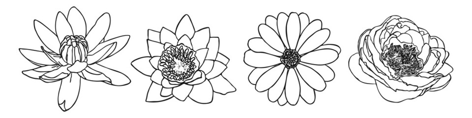 Minimal botanical drawing of flowers lily chamomile peony. Contour vector floral illustration. Modern doodle collection.