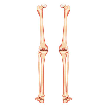 Thighs and legs lower limb Skeleton Human back view. Set of Anatomically correct femur, patella, fibula realistic flat natural color concept Vector illustration of anatomy isolated on white background