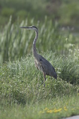 great blue heron standing in grass