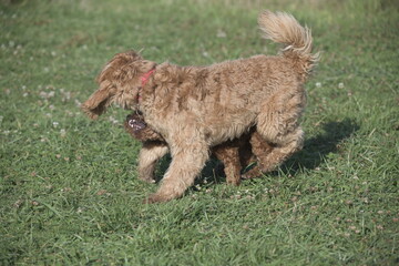 Two red cockapoos playing