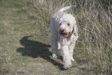 Goldendoodle walking in countryside