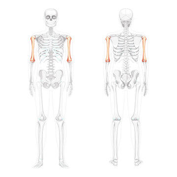 Skeleton Humerus arm Human front back view with partly transparent bones position. Anatomically correct 3D realistic flat natural color concept Vector illustration isolated on white background