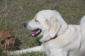 Golden retriever panting in sun