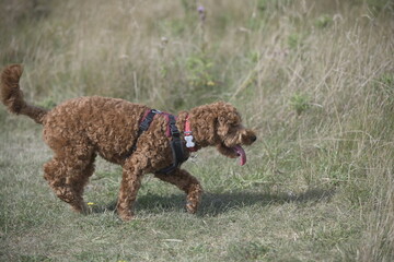 red cockapoo walking in grass