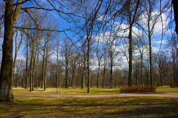 Obraz premium trees without leaves in the park