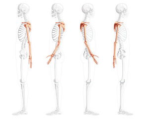 Skeleton upper limb Arms with Shoulder girdle Human side view with partly transparent bones position. Set of hands, clavicle, scapula, forearms realistic flat Vector illustration of anatomy isolated