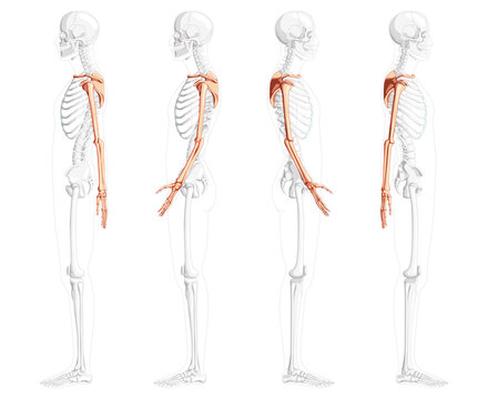 Skeleton upper limb Arms with Shoulder girdle Human side view with partly transparent bones position. Set of hands, clavicle, scapula, forearms realistic flat Vector illustration of anatomy isolated