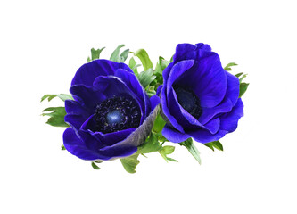 Floral arrangement with two blue anemone flowers isolated