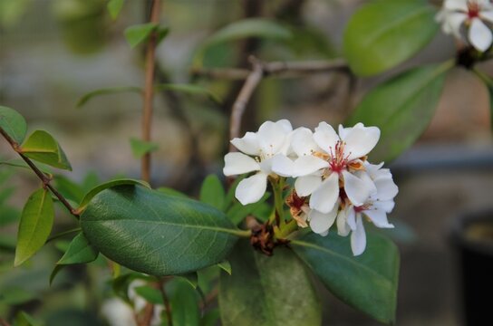 Rhaphiolepis blooms with white flowers not large, an evergreen shrub
