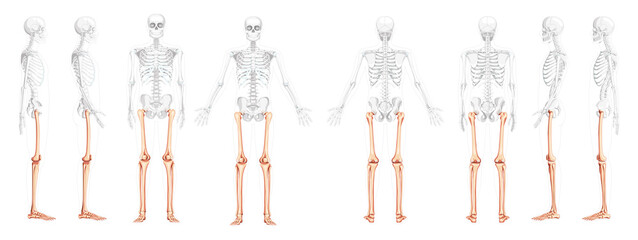 Set of Skeleton Thighs and legs lower limb Human front back side view with partly transparent bones position. Realistic flat natural color Vector illustration of anatomy isolated on white background