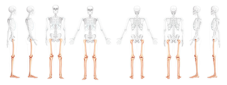 Set of Skeleton Thighs and legs lower limb Human front back side view with partly transparent bones position. Realistic flat natural color Vector illustration of anatomy isolated on white background