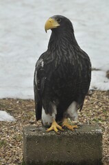 Animals are a traditionally (since the time of Aristotle) distinguished category of organisms, currently considered as a biological kingdom.