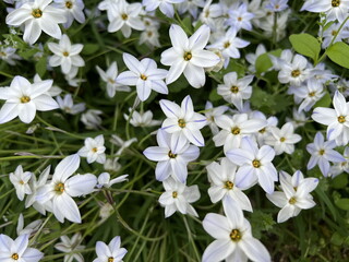Fototapeta na wymiar white star shaped nira flowers blooming on ground
