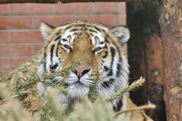 Animals are a traditionally (since the time of Aristotle) distinguished category of organisms, currently considered as a biological kingdom.