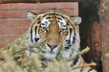 Animals are a traditionally (since the time of Aristotle) distinguished category of organisms, currently considered as a biological kingdom.