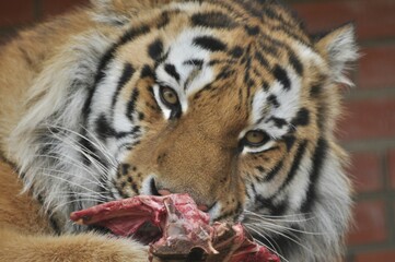 Animals are a traditionally (since the time of Aristotle) distinguished category of organisms, currently considered as a biological kingdom.