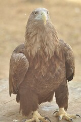 Animals are a traditionally (since the time of Aristotle) distinguished category of organisms, currently considered as a biological kingdom.