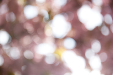 Blurred Sakura cherry blossom in spring time over white sky abstract background