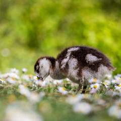 squirrel in the grass