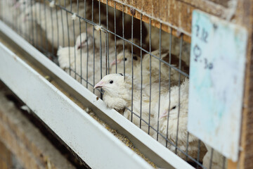 adult white quail in an aviary eating food and drinking water on a poultry farm © Evgeniy Kalinovskiy