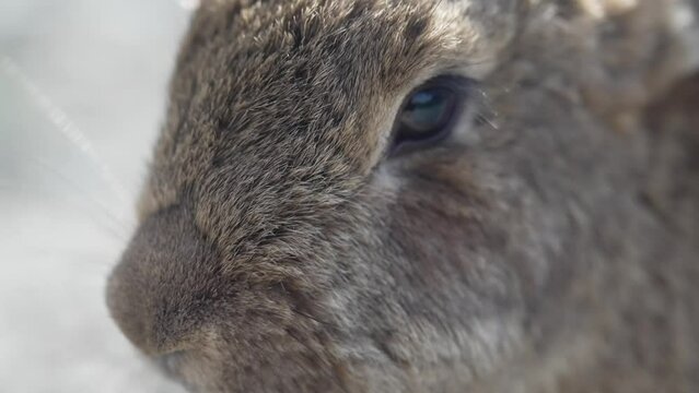 Close-up of a rabbit chewing. Feeding rabbits by hand.