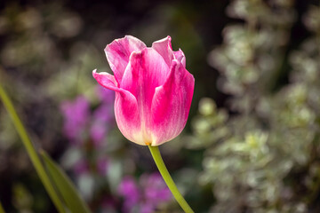 pink tulip flower