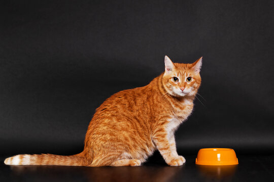 Portrait of ginger cat on dark background. Copyspace.