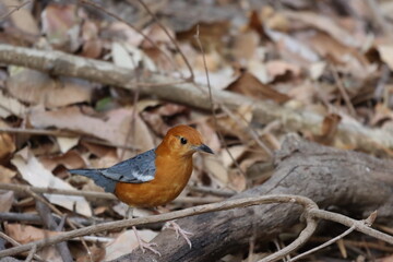 Orange Thrush