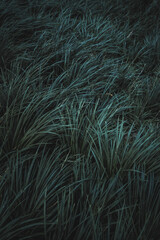 abstract green grass